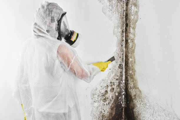 Mold Documentation for Insurance Claims in Lake Linden, MI